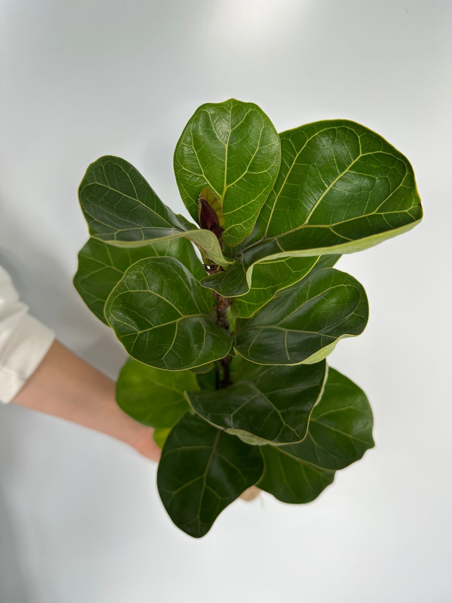 Ficus lyrata - Slika 2