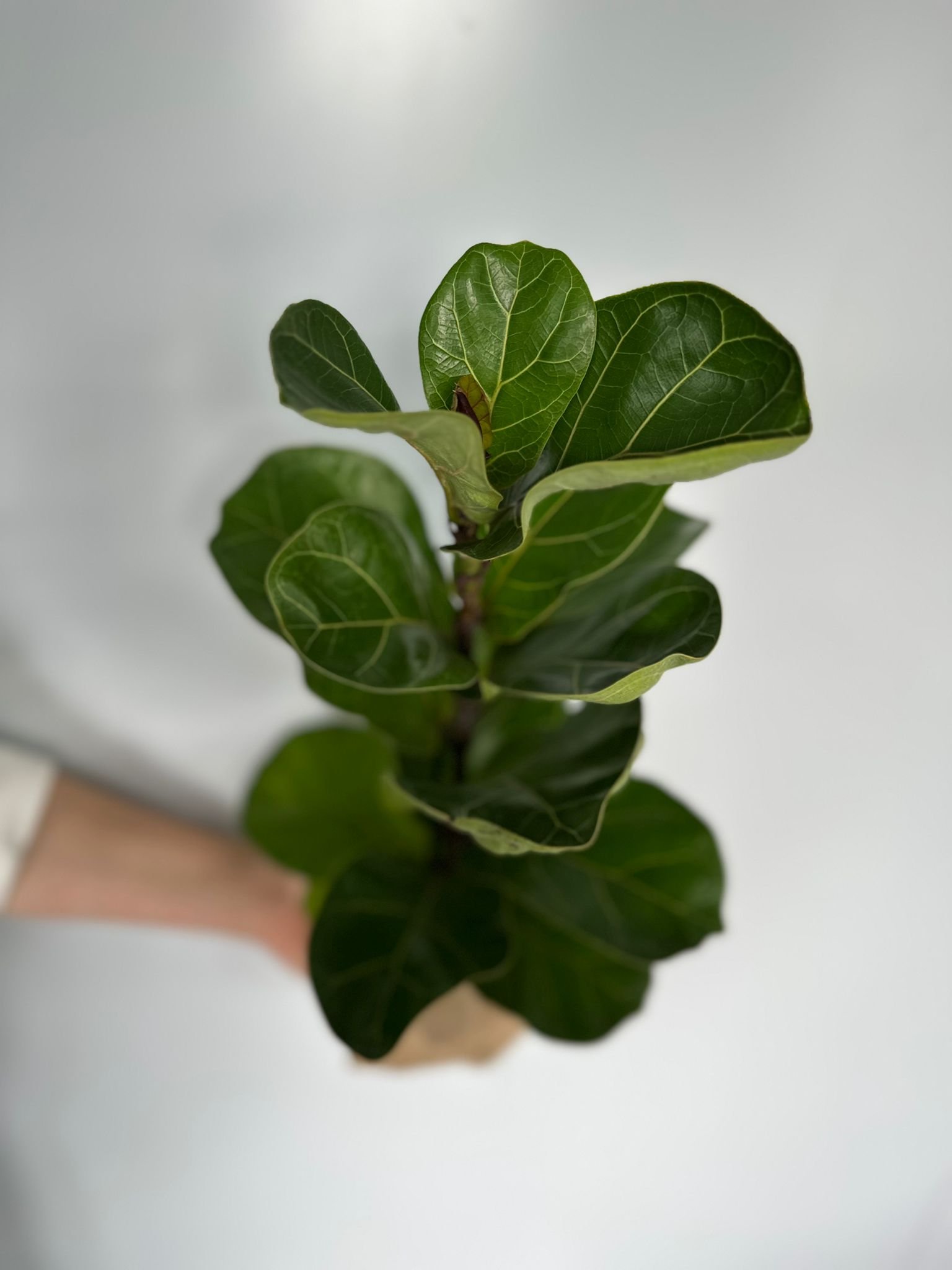 Ficus lyrata - Slika 3